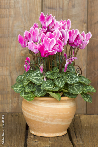 cyclamen persicum in a flower pot photo