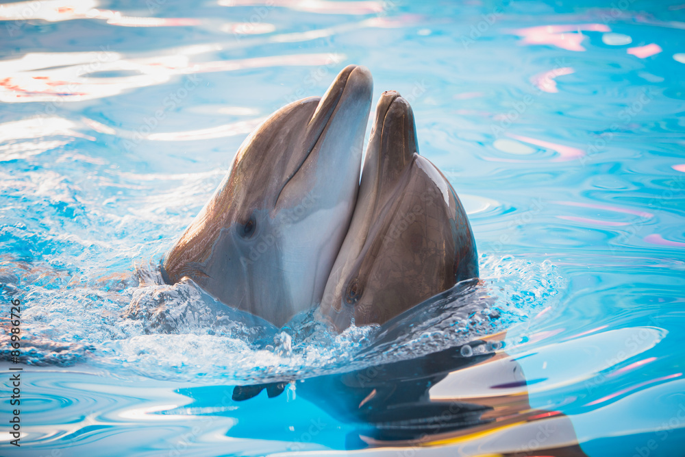 Obraz premium pair of dolphins dancing in water