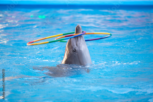 young dolphin playing in the blue water with a hoop