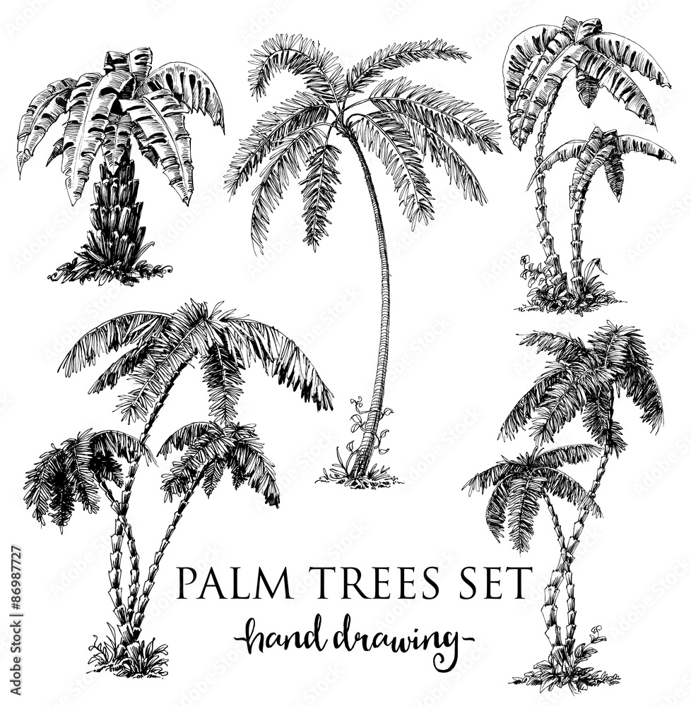 Fototapeta premium Detailed palm trees set