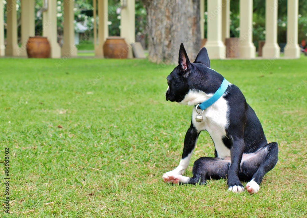 Boston Terrier on the green grass, focus on dog head. For copy space on left side. Boston Terrier on the green grass, focus on dog head. For copy space on left side.