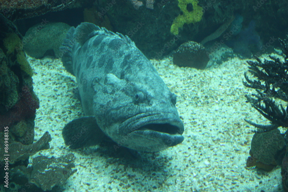 Obraz premium Großer Fisch