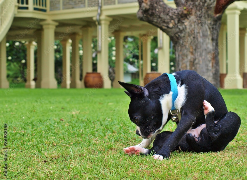 Boston Terrier on the green grass, focus on dog head. For copy space on left side.