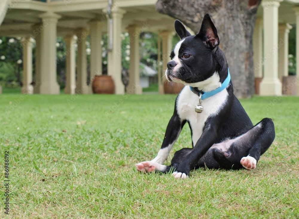 Boston Terrier on the green grass, focus on dog face. For copy space on left side.