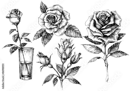 Roses set, floral design elements collection photo