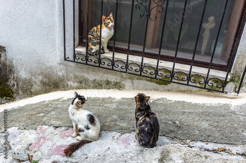 Three cats in Kotor city, Montenegro