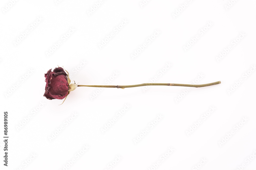Fototapeta premium dry red rose
