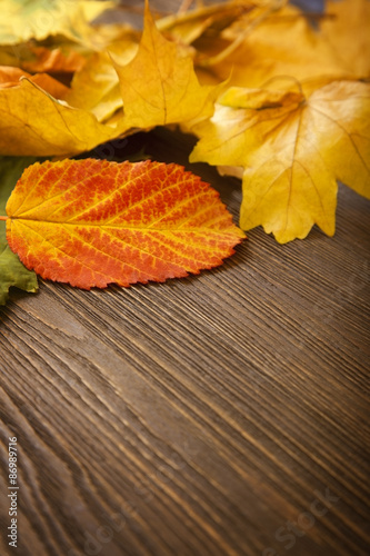 autumn leaf on wood background