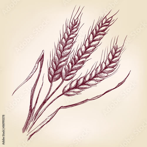 Ears of wheat hand drawn vector llustration realistic sketch