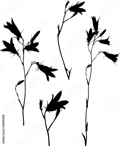 four black campanula flowers isolated on white