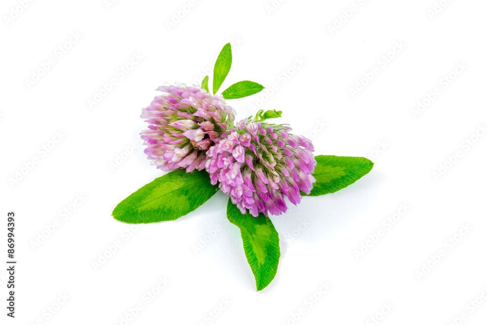 Trifolium pratense (red clover) isolated on a white background