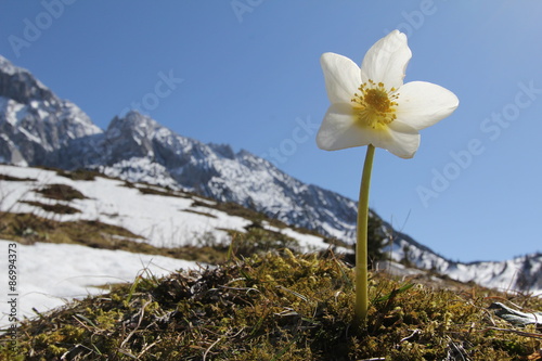 Schneerose im Wilden Kaiser