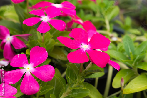 beautiful flower in garden