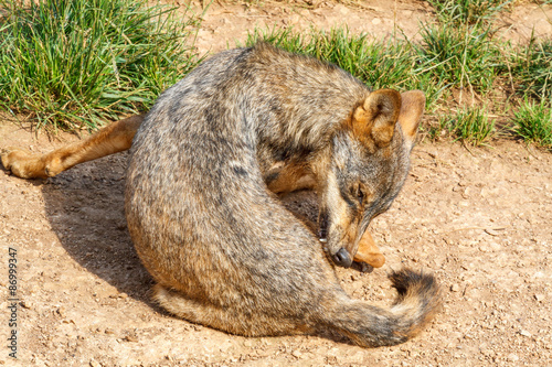 Canis lupus signatus. Lobo Ib√©rico desparasit√°ndose. photo