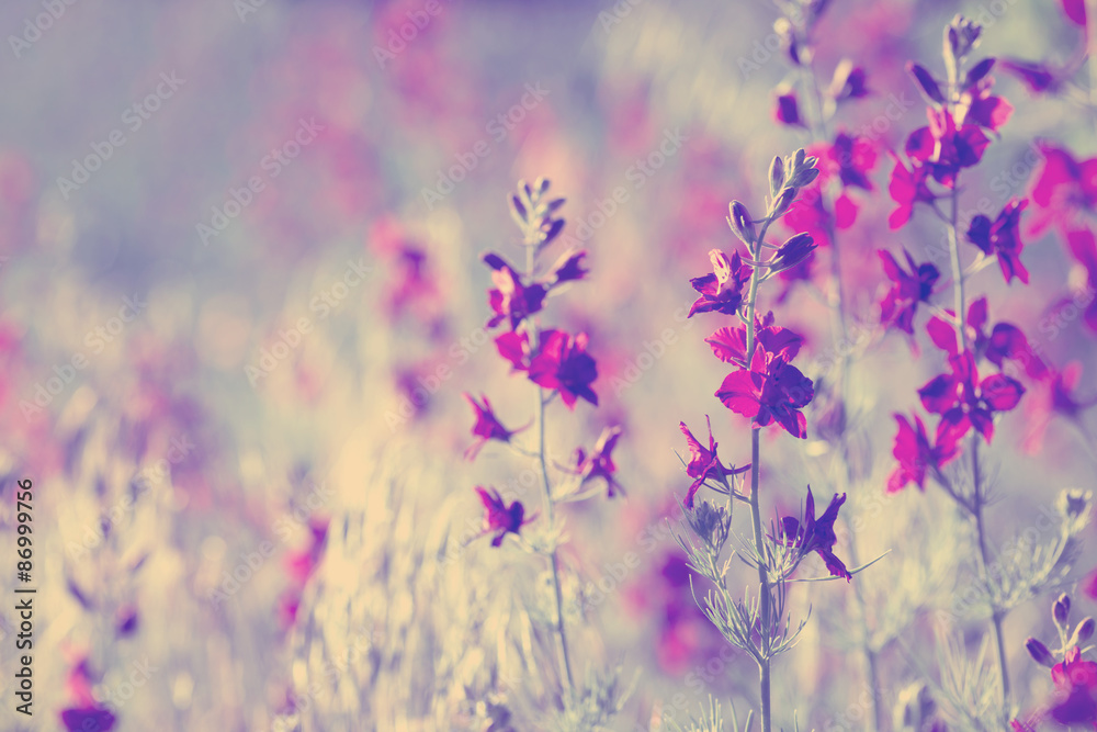 purple wild flowers - obrazy, fototapety, plakaty 