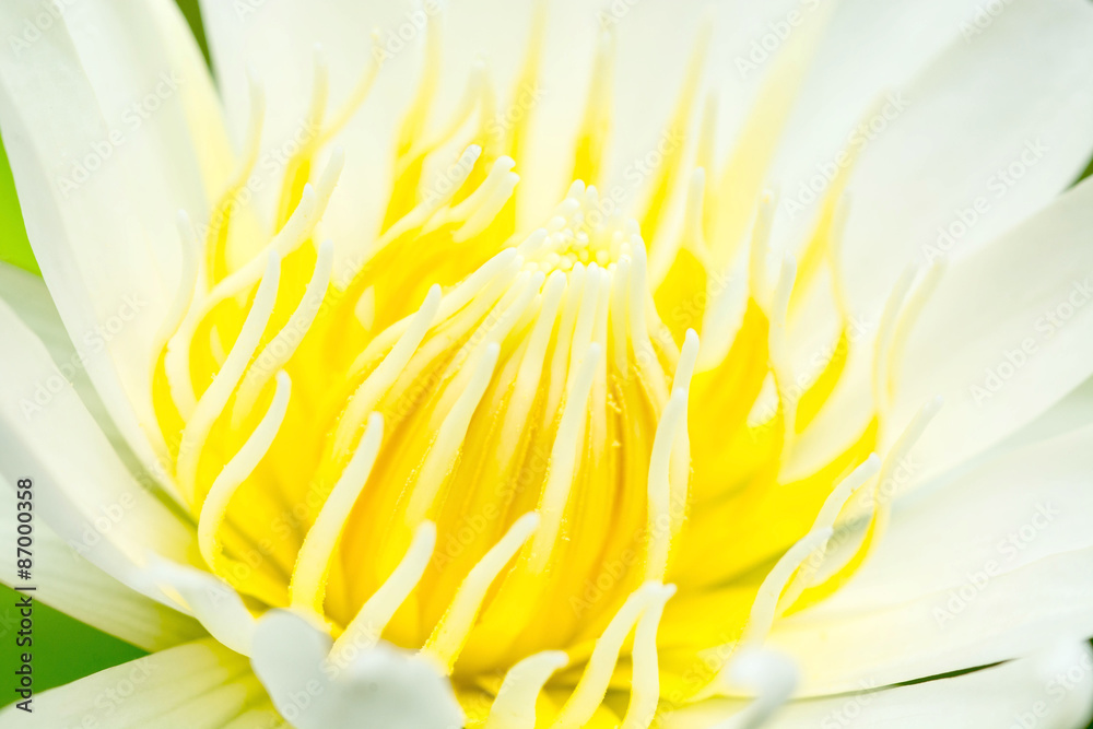 close up of lotus pollen