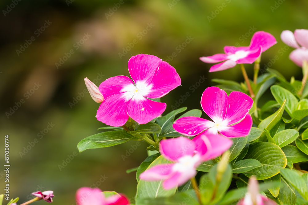 beautiful flower in garden beautiful flower in garden