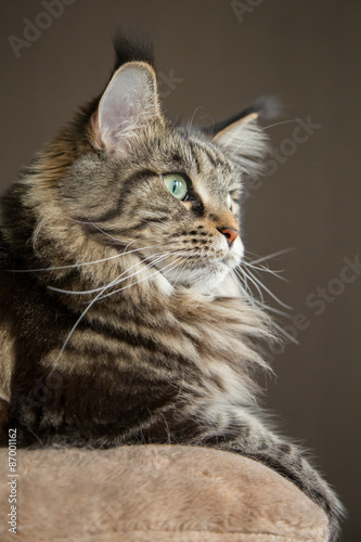 портрет кошки вертикально © lvp312