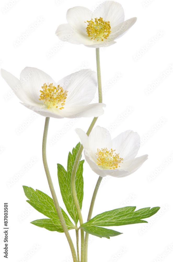 White anemone flowers isolated on white background White anemone flowers isolated on white background