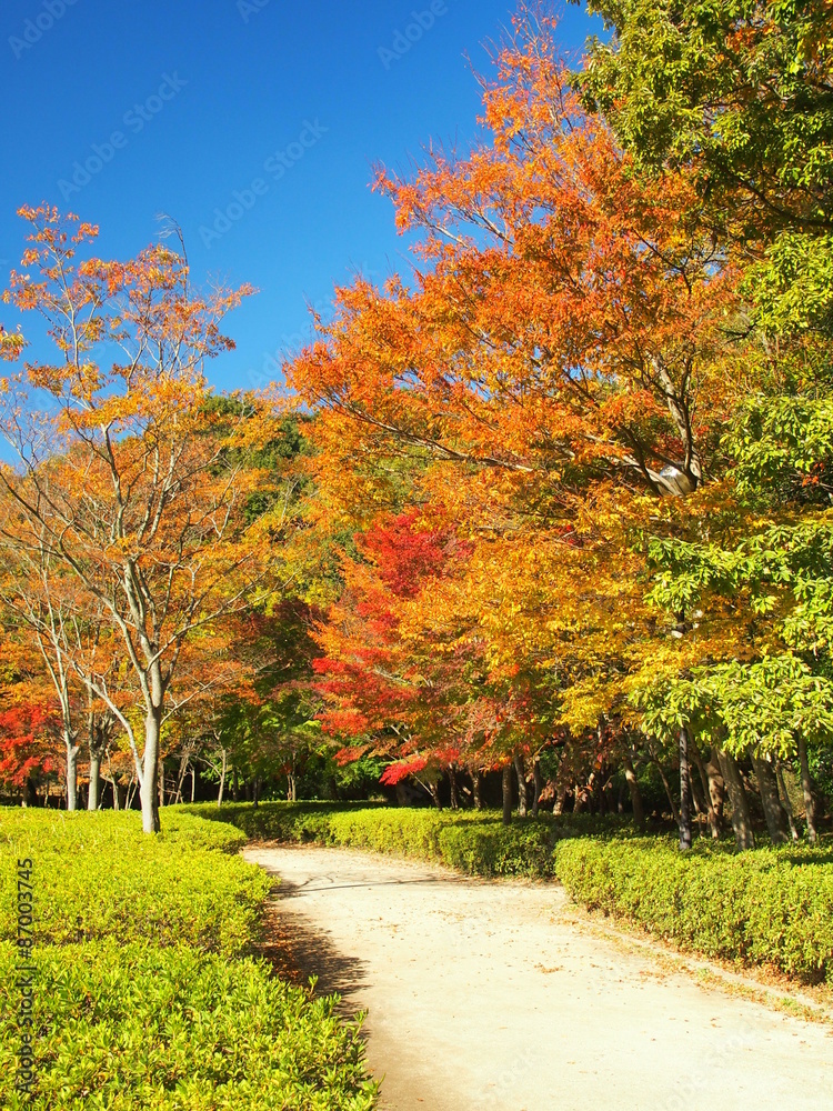 秋の公園風景 秋の公園風景