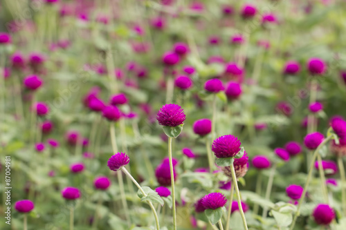 beautiful amaranth in garden