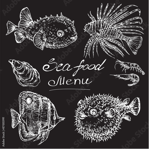 hand drawn seafood. exotic fish