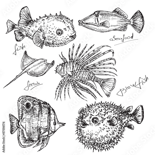 hand draw illustration seafood. fish of the red sea