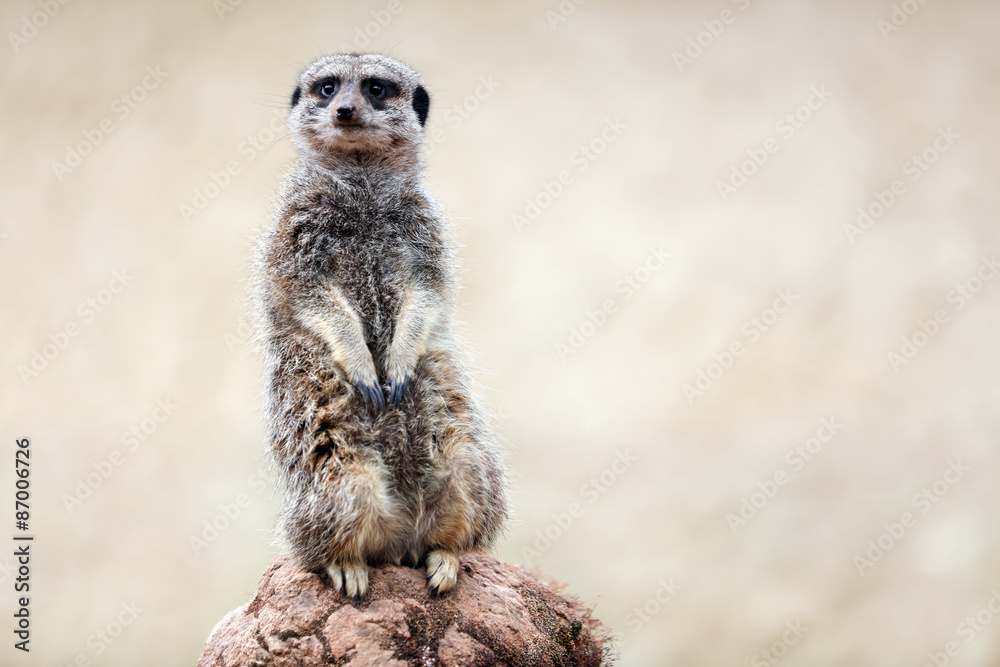 Meerkat Meerkat