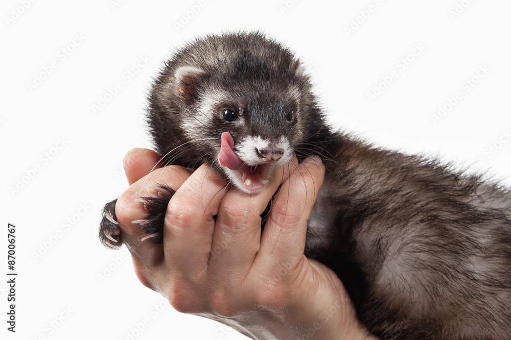Animal. Old ferret on white background Animal. Old ferret on white background