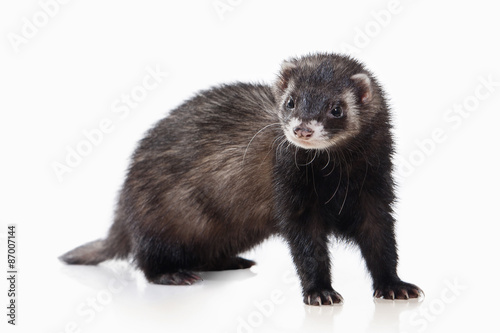 Animal. Old ferret on white background