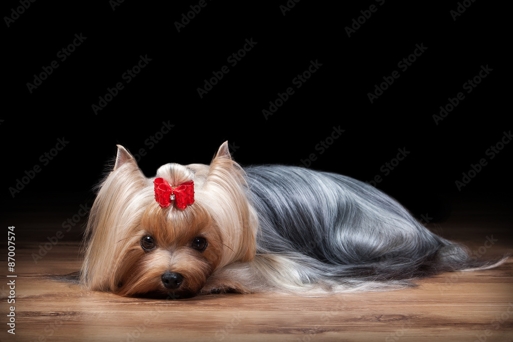 Naklejka premium Dog. Yorkie puppy on table with wooden texture