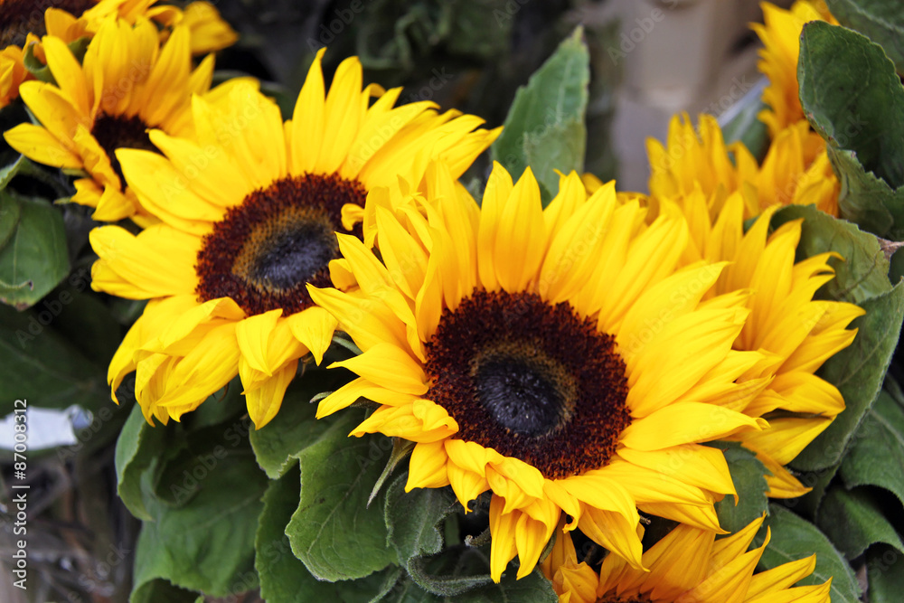 Fototapeta premium słoneczniki w kwiaciarni