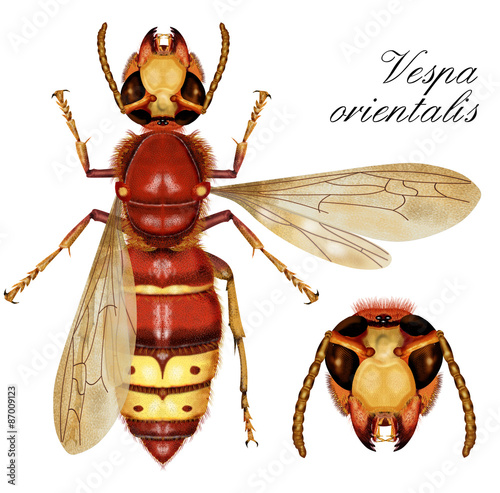 wasp white background