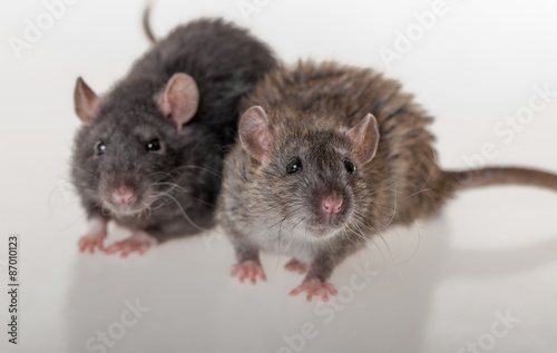 black and brown domestic rats