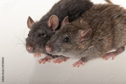 domestic rats closeup