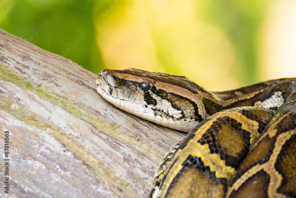 Obraz premium Reticulated python or Python reticulates