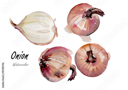 Onion.hand drawn watercolor painting on white background.Vector illustration