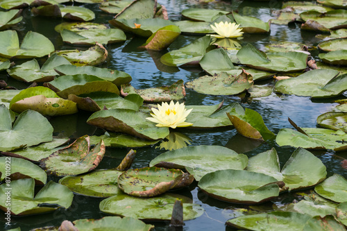 beautiful lotus in pond