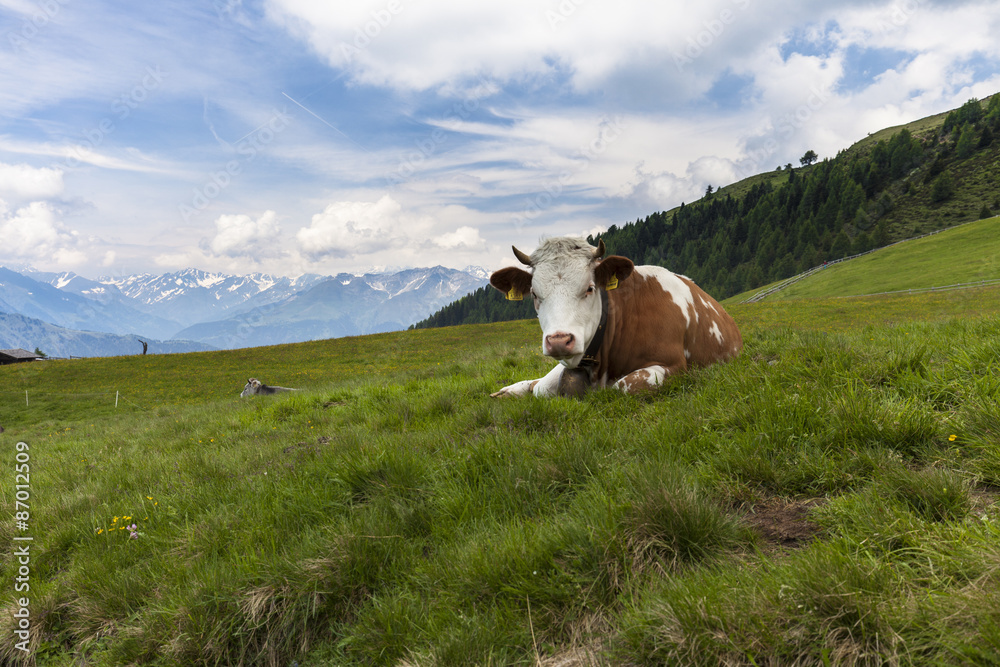 Kuh am Hirzer Hochplateau im Passeiertal, Südtirol