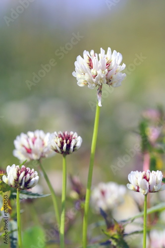 Trifolium repens. Plant flower close up