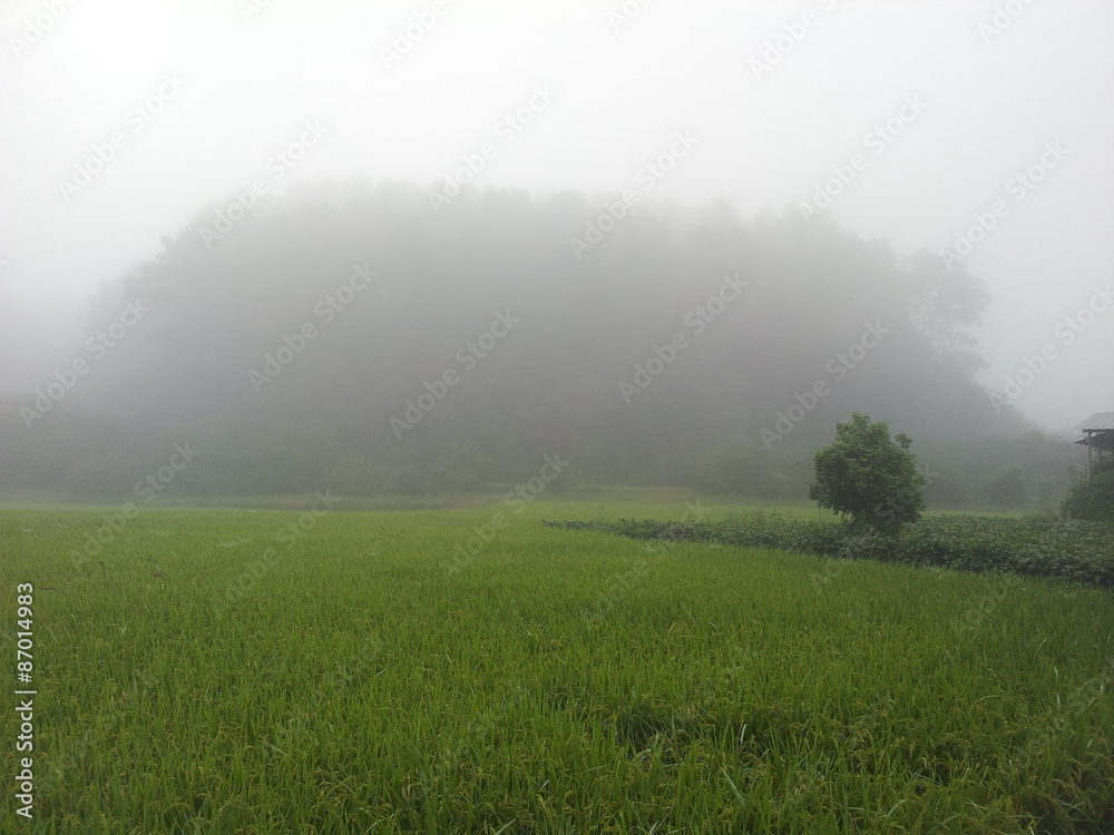 Morning fog