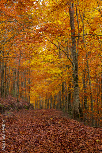 Beech forest in Autumn © hugojpferreira