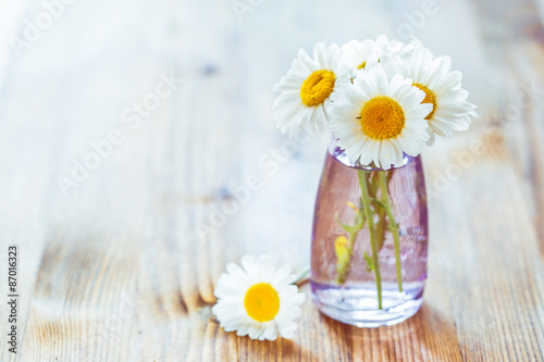 Chamomile flowers © Irina Burakova