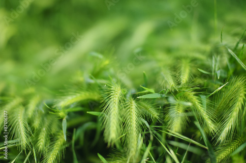 Grano Verde