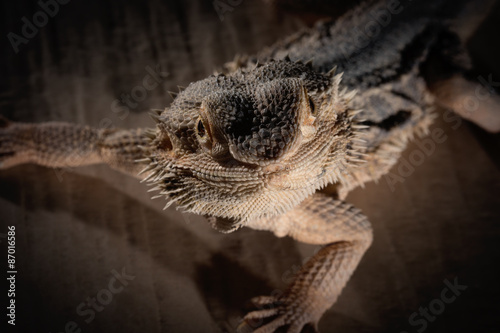 Agama lizard on the black background