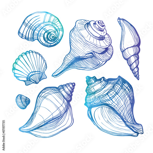 Vector set with sea shell isolated on white. Vector illustration. Watercolor.