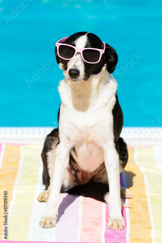 Fototapeta Naklejka Na Ścianę i Meble -  Funny dog with sunglasses on summer at swimming pool