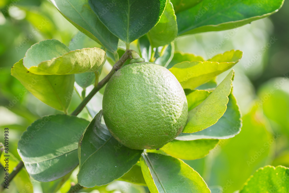 Green lime hanging on the tree in garden. Green lime hanging on the tree in garden.