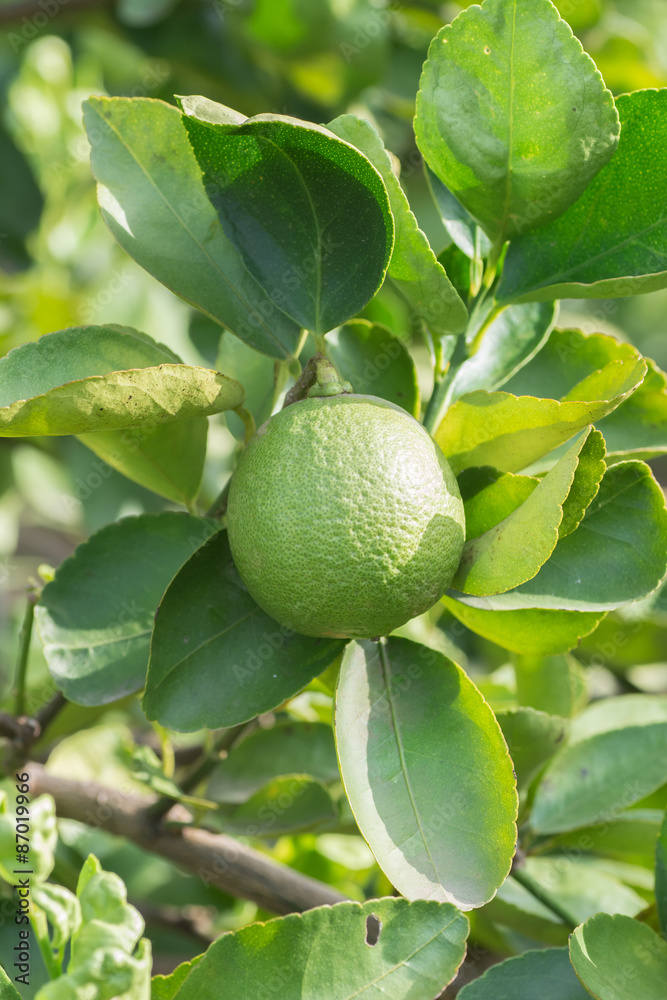 Green lime hanging on the tree in garden.
