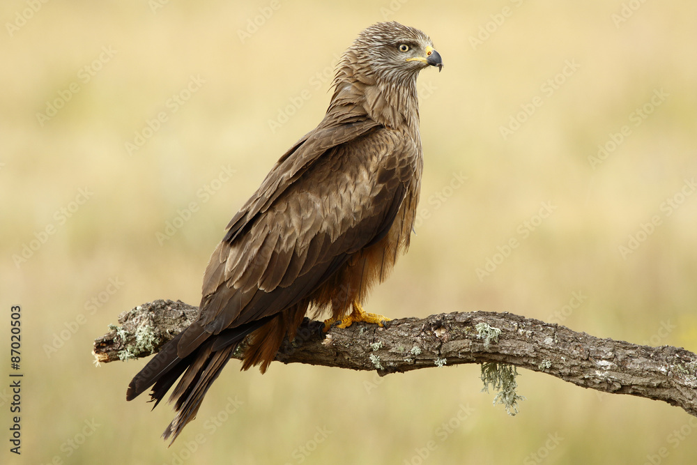 Black Milano( Milvus migrans ) perched on his perch Black Milano( Milvus migrans ) perched on his perch